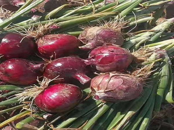 紫洋葱生产
